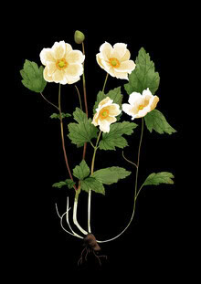 Illustration of a white anemone softly glowing in the light.