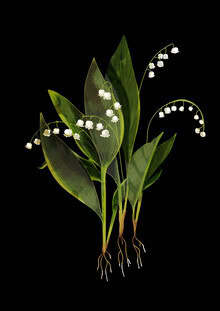 Wall art by Katherine Blower: delicate illustration of lily of the valley in soft colors