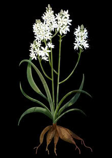Illustration of a plant with white leaves and roots in soft colors