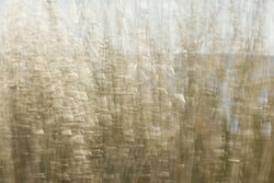 Beach grass in the wind: gentle movements and natural colors in a soothing composition