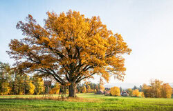 Wandbild von Heiko Gerlicher: Eiche in bunten Herbsttönen.