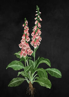 Illustration by Katherine Blower: detailed depiction of a foxglove flower