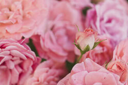 Rose bud nestled among soft petals in a colorful garden setting