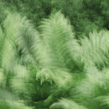 Photo art featuring blurred fern in soft green tones and an abstract mood.