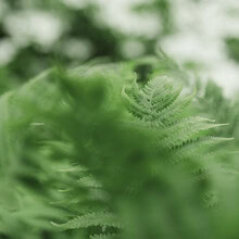 Close-up of a fern frond featuring gentle bokeh effects