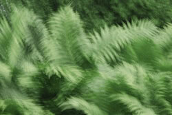 Blurred fern in soft colors, creating a calm atmosphere.