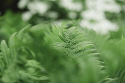 Close-up of a fern frond with a gentle bokeh effect in the background
