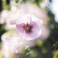 Nadja Jacke, Hollyhock with bumblebee