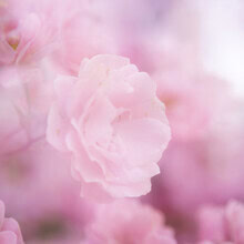 Nadja Jacke, Delicate rose blossom