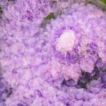 Nadja Jacke, Rose blossom in a sea of hydrangeas