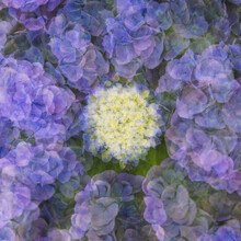 Nadja Jacke, Hydrangea blossom framed by petals