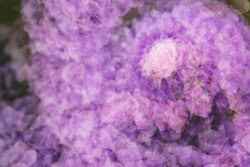 Nadja Jacke, Rose blossom in a sea of hydrangeas