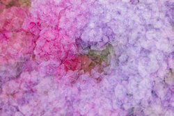Nadja Jacke, Hydrangea blossoms