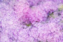 Nadja Jacke, Hydrangea blossoms