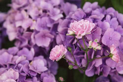 Nadja Jacke, Roses in front of hydrangeas