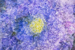 Nadja Jacke, Hydrangea blossoms abstract