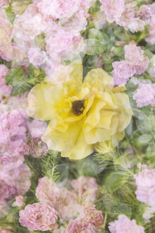 Nadja Jacke, Yellow rose blossom framed by pink roses