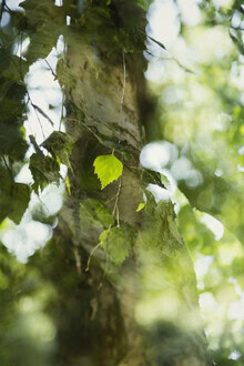 Nadja Jacke, Birch leaf in sunlight