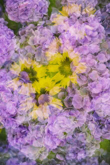 Nadja Jacke, Coreopsis blossom framed by hydrangeas