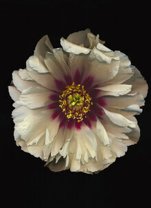 Photo art by Ramona Reimann: Peony in soft light and shadow nuances.
