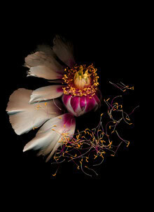Photo art by Ramona Reimann: delicate peony on black background