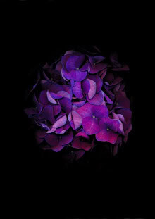 Photo art by Ramona Reimann: delicate hydrangea blossoms in soft colors
