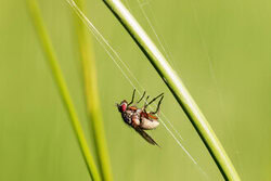 Close-up of a fly on a grass stem, delicate and detailed in a natural setting.