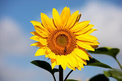 Photo art by Oliver Buchmann: sunny garden with blooming sunflowers