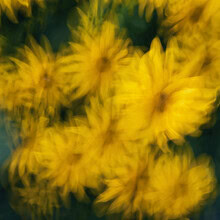 Photo art by Nadja Jacke: coneflowers captured in soft motion blur