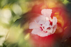 Fotokunst von Nadja Jacke: verträumtes Blütenporträt eines Hibiskus mit Unschärfe