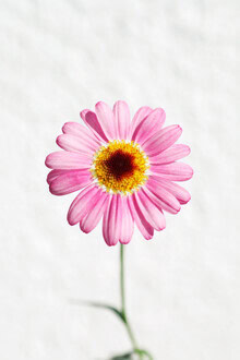 Nahaufnahme einer rosa Margerite, zarte Blütenblätter auf grünem Hintergrund.