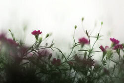 Photo art featuring delicate pink baby's breath flowers in soft bokeh tones.
