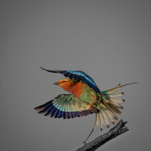 Photo art by Dennis Wehrmann: Lilac-breasted roller perched on a branch in South Africa