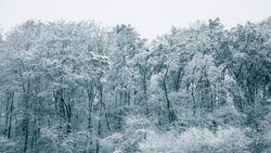 Photo art by Sebastian Worm: charming winter woodland with snow-covered trees.