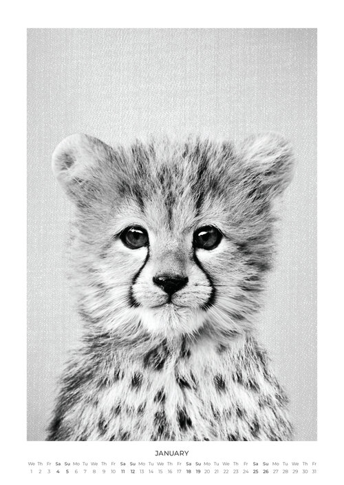 Babydierenportretten Kalender 2025