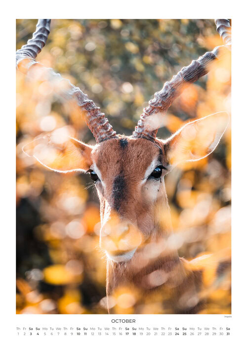 2026 South Africa's Wild Life Calendar