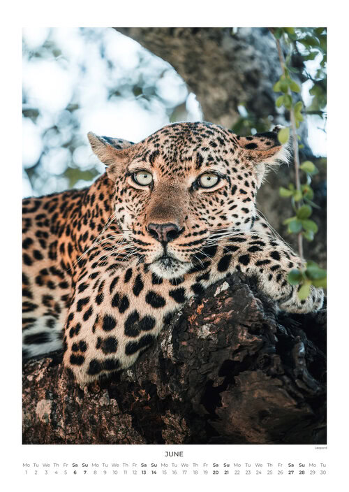 2026 South Africa's Wild Life Calendar