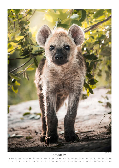 2026 South Africa's Wild Life Calendar