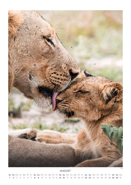 2026 South Africa's Wild Life Calendar