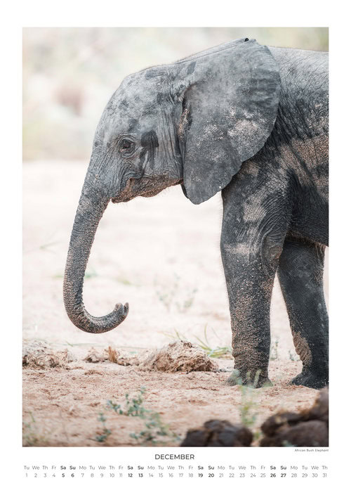 2026 South Africa's Wild Life Calendar