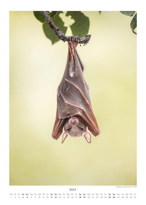 2026 South Africa's Wild Life Calendar