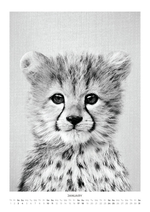 2026 Baby Animal Portraits Calendar
