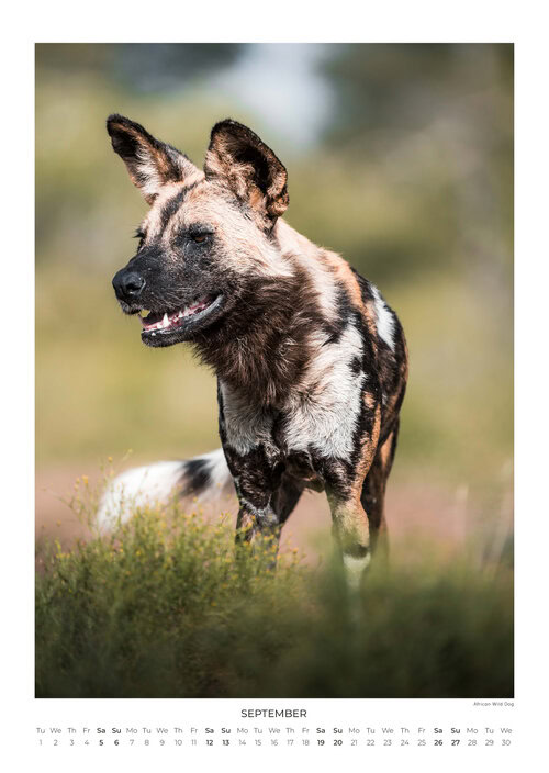 2026 South Africa's Wild Life Calendar