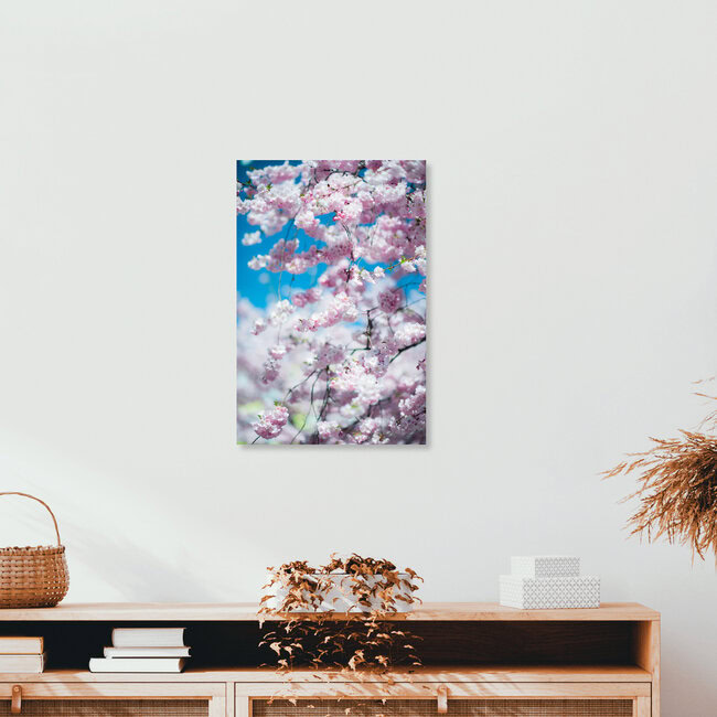 Cerezo japonés rosa en primavera con poca profundidad, Suiza. Arte mural de Peter Wey como póster o impresión sobre vidrio acrílico.