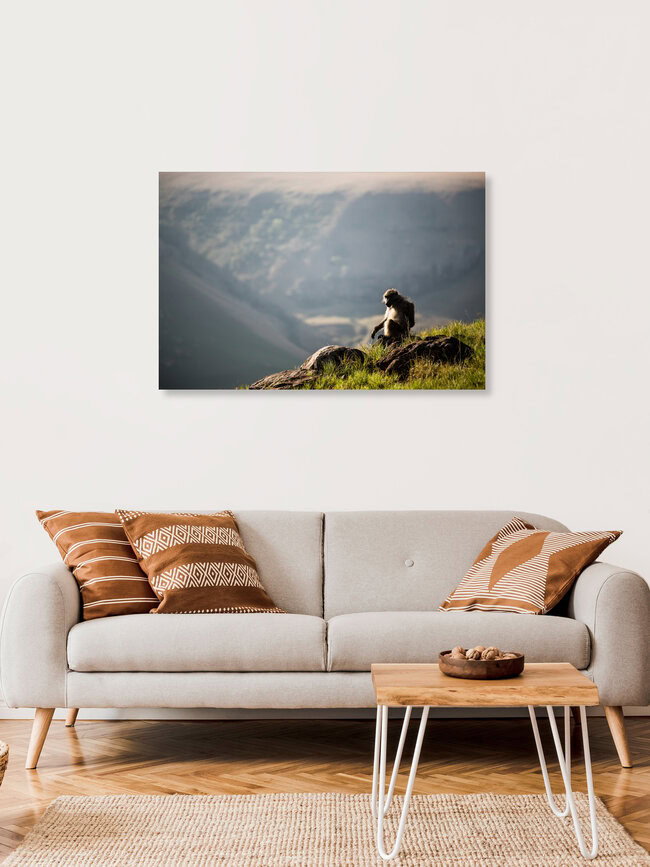 Monkey Pause, Sudáfrica: arte mural de Steffen Rothammel en formato póster o impresión sobre vidrio acrílico.