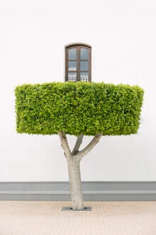 Árbol bien podado, España – Arte mural de Anke Dörschlen como póster o impresión sobre vidrio acrílico