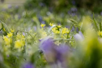Mar de flores: azafranes y estrella de Belén amarilla en primavera, Alemania. Arte mural de Nadja Jacke en formato póster o impresión sobre vidrio acrílico.