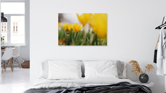 Crocus jaunes, Allemagne – œuvre d'art de Nadja Jacke, affiche ou impression sur verre acrylique