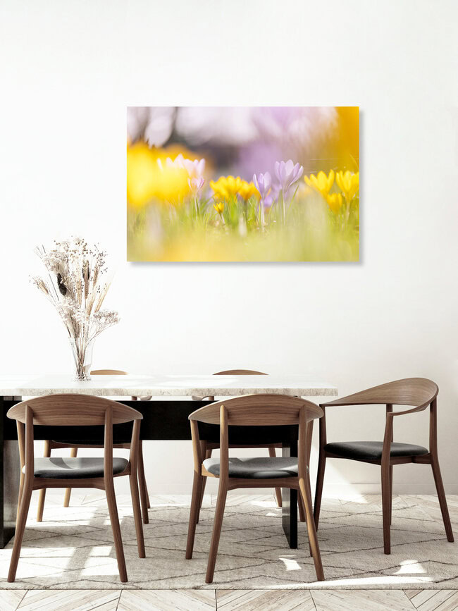Prairie de crocus en fleurs, Allemagne – œuvre d'art de Nadja Jacke, affiche ou impression sur verre acrylique