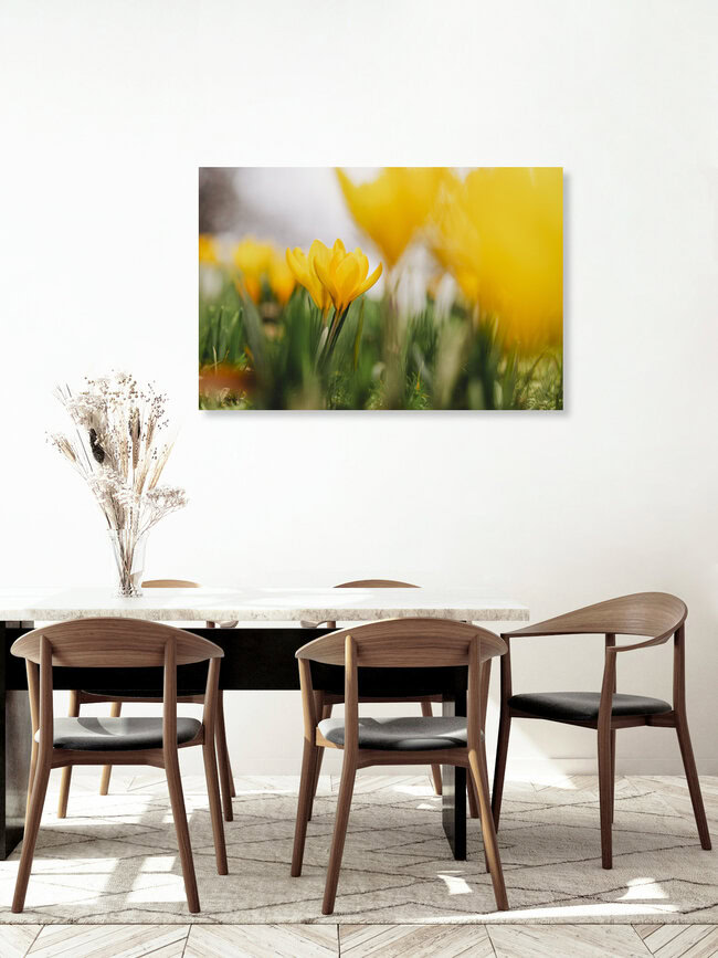 Crocus jaunes, Allemagne – œuvre d'art de Nadja Jacke, affiche ou impression sur verre acrylique